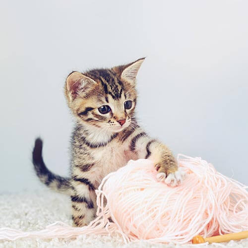 A kitten with yarn