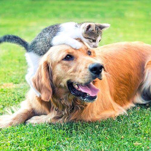 A kitten crawling on a dog