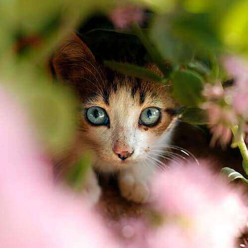 A cat hiding in a bush
