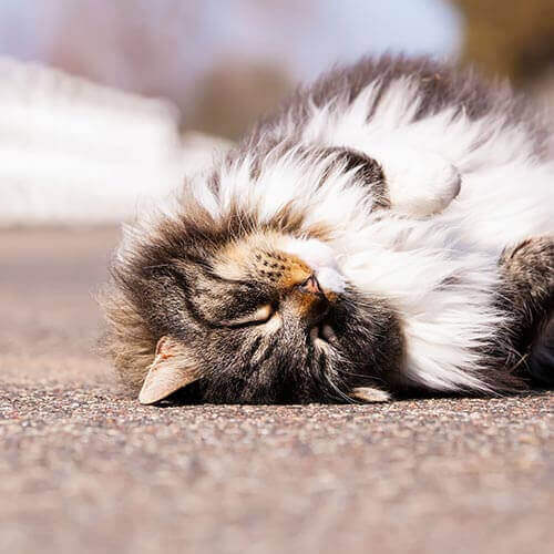 A cat rolling over in the sun
