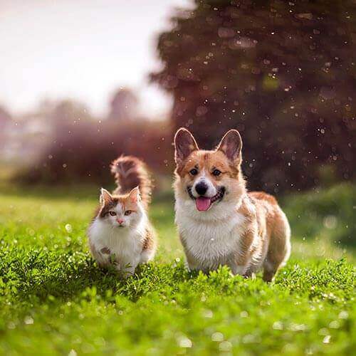 A corgie and cat out for an adventure