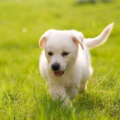 A running puppy