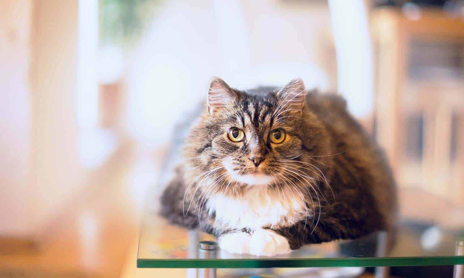 Welcome to Pet Care Veterinary Hospital!