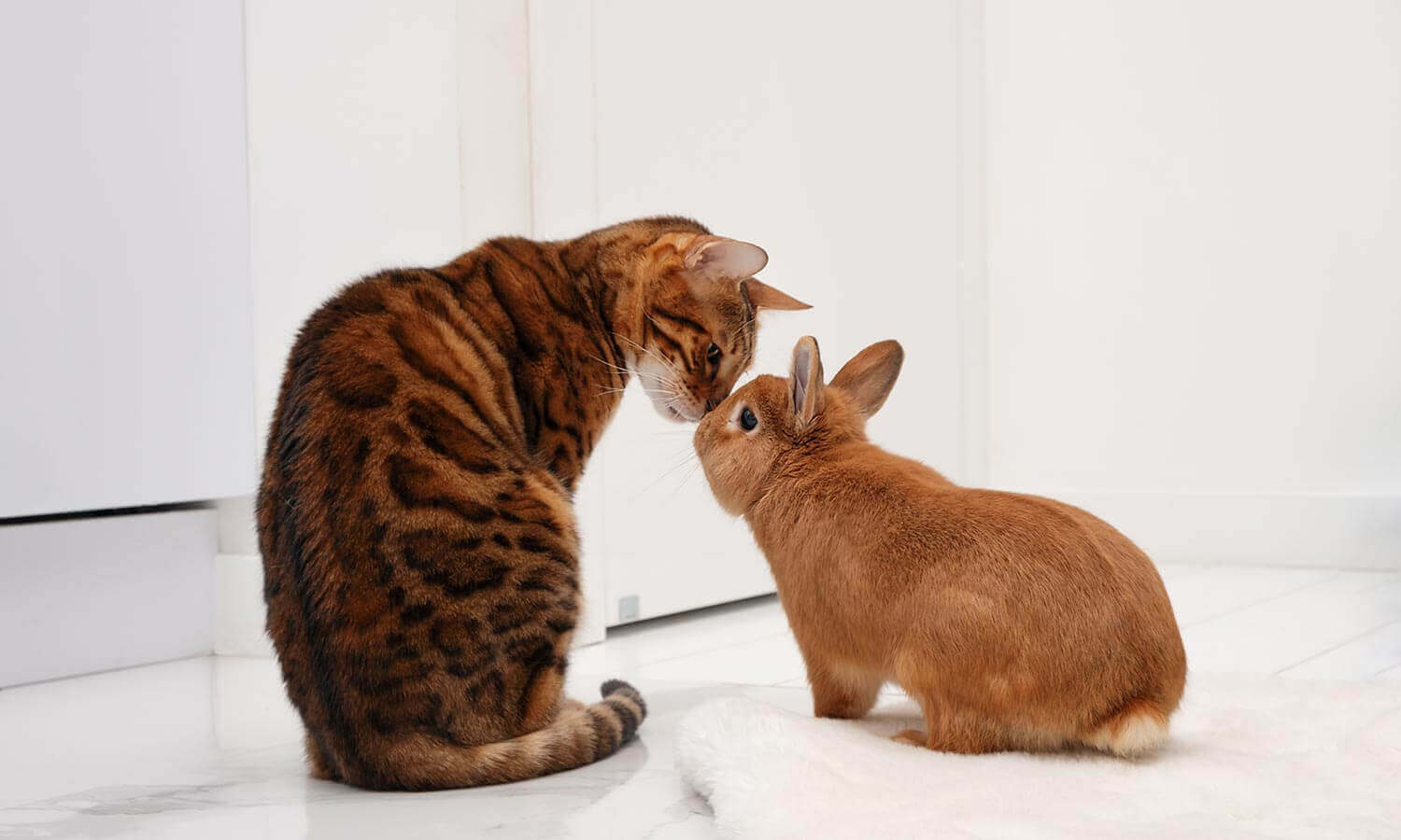 A cat nuzzling a bunny