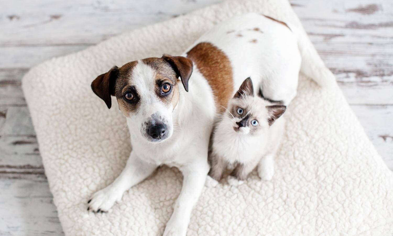 A dog and cat on a blanket