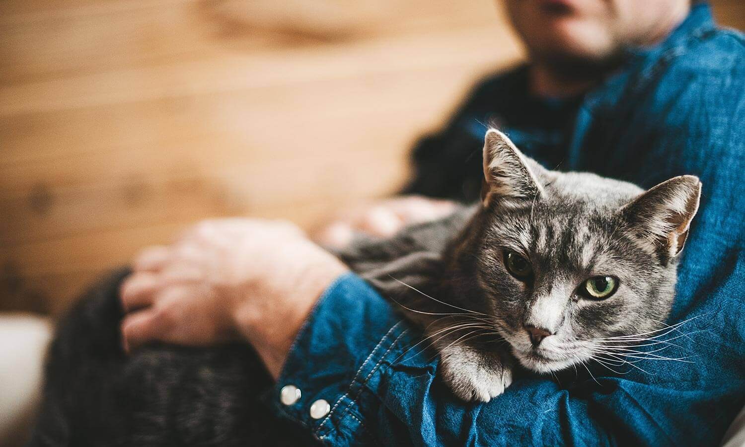 A cat being held comfortably