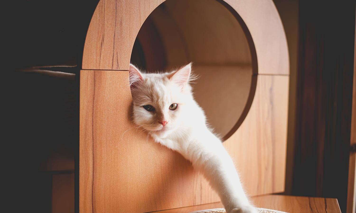 A cat sitting in a box looking out