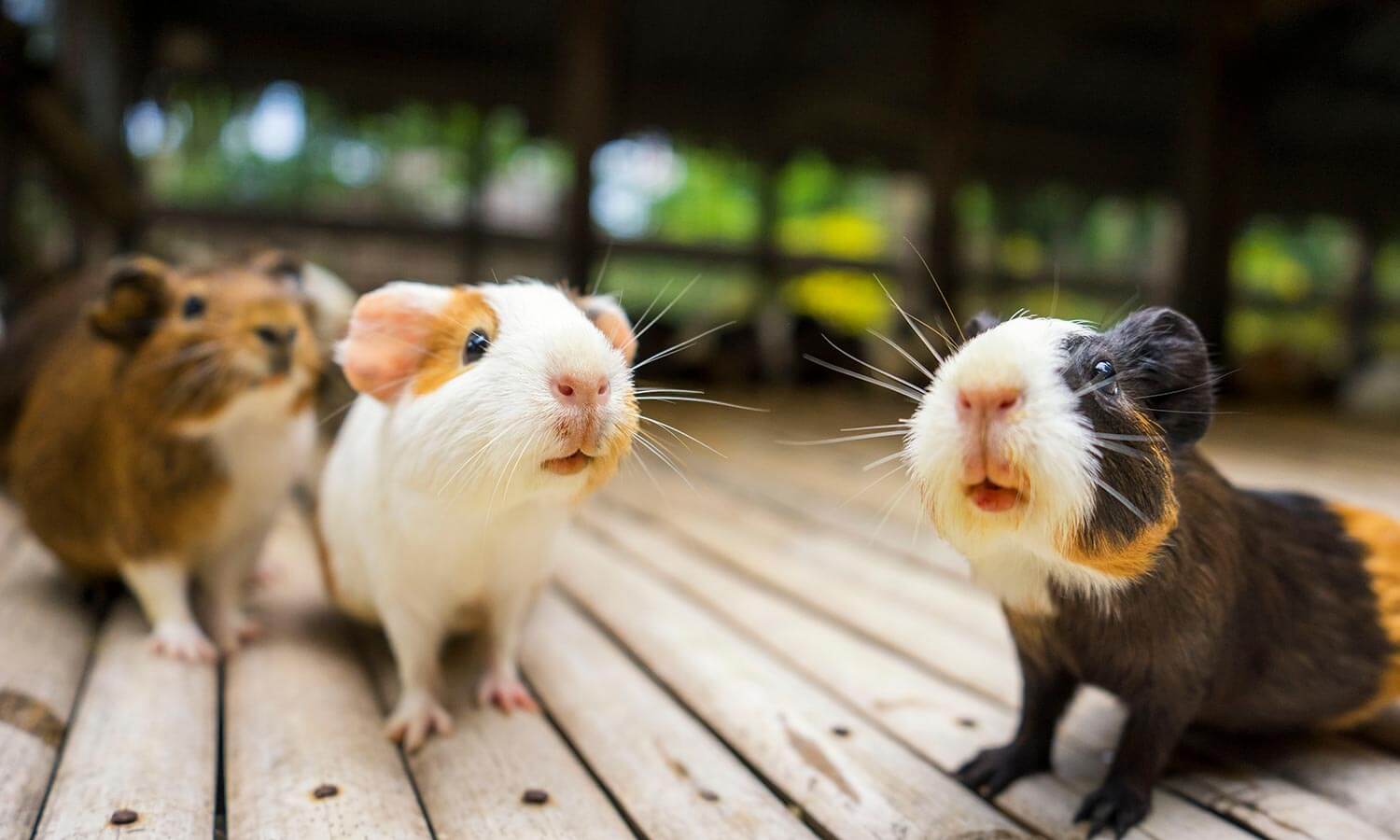 Three guinea pigs