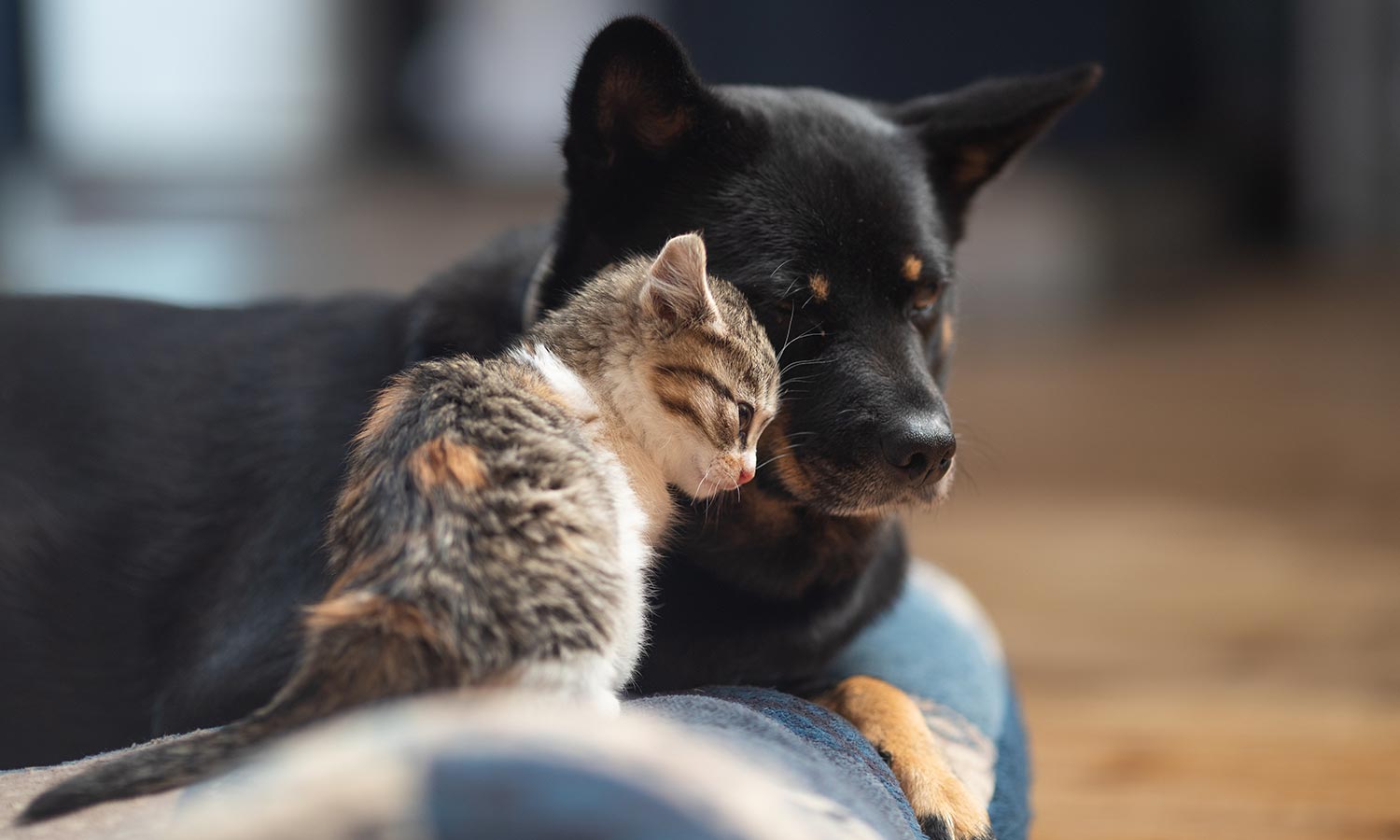 A dog and cat cuddling