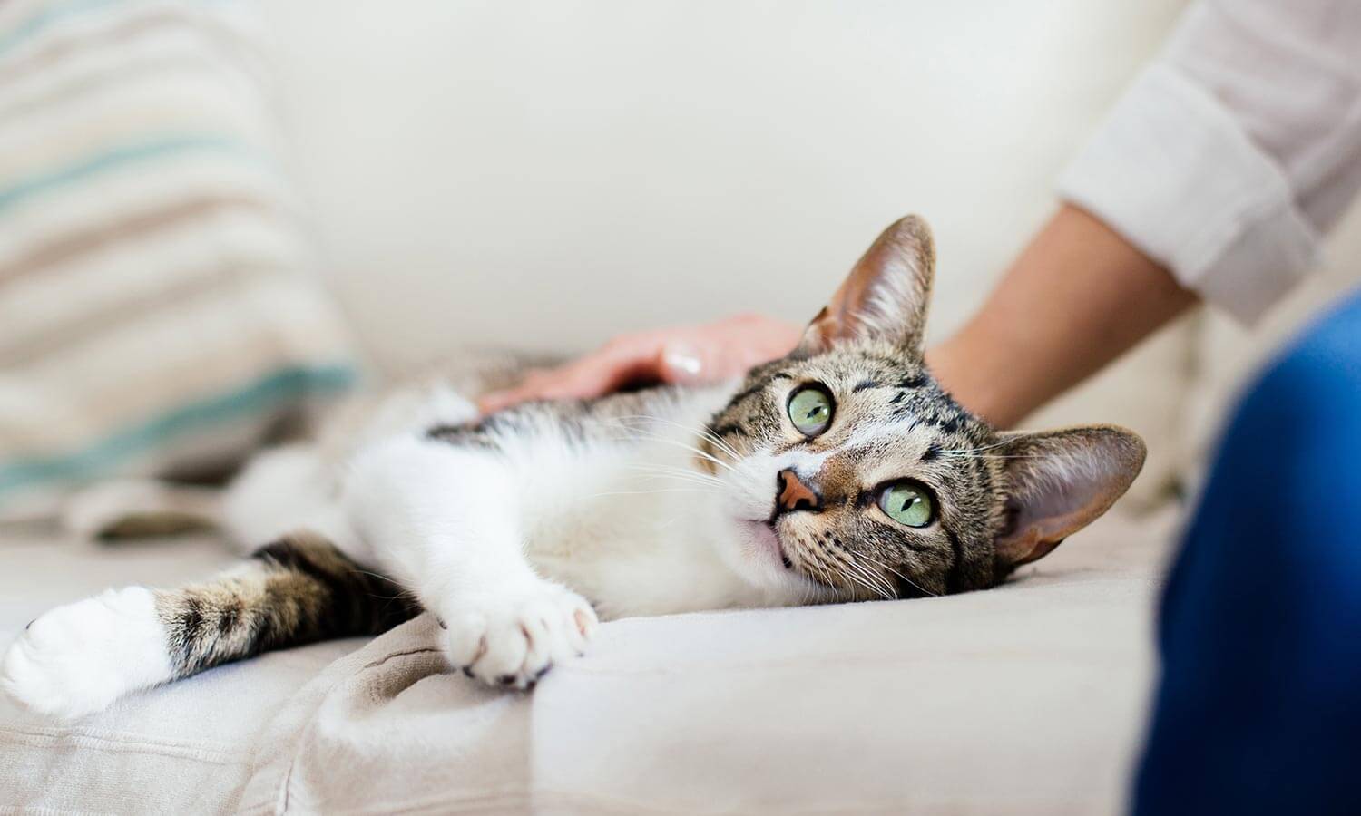 A cat being petted