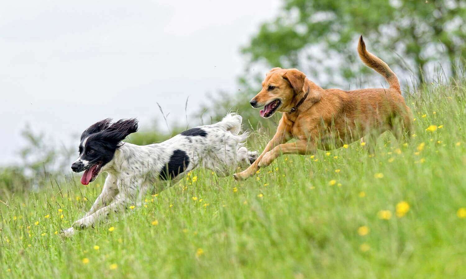 Dogs running down a hill