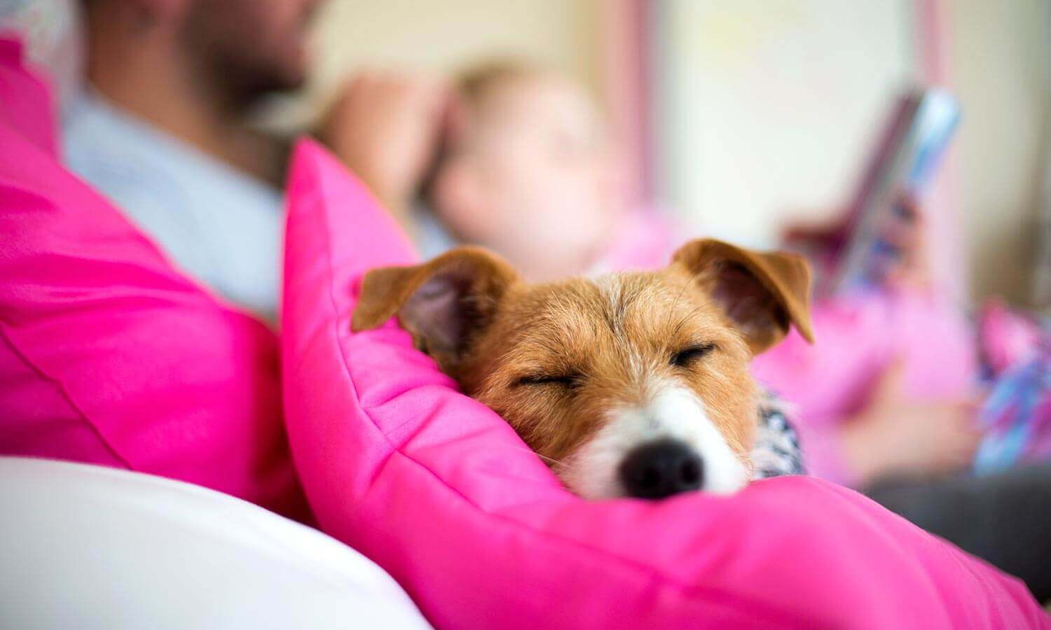 A sleeping dog on a pillow
