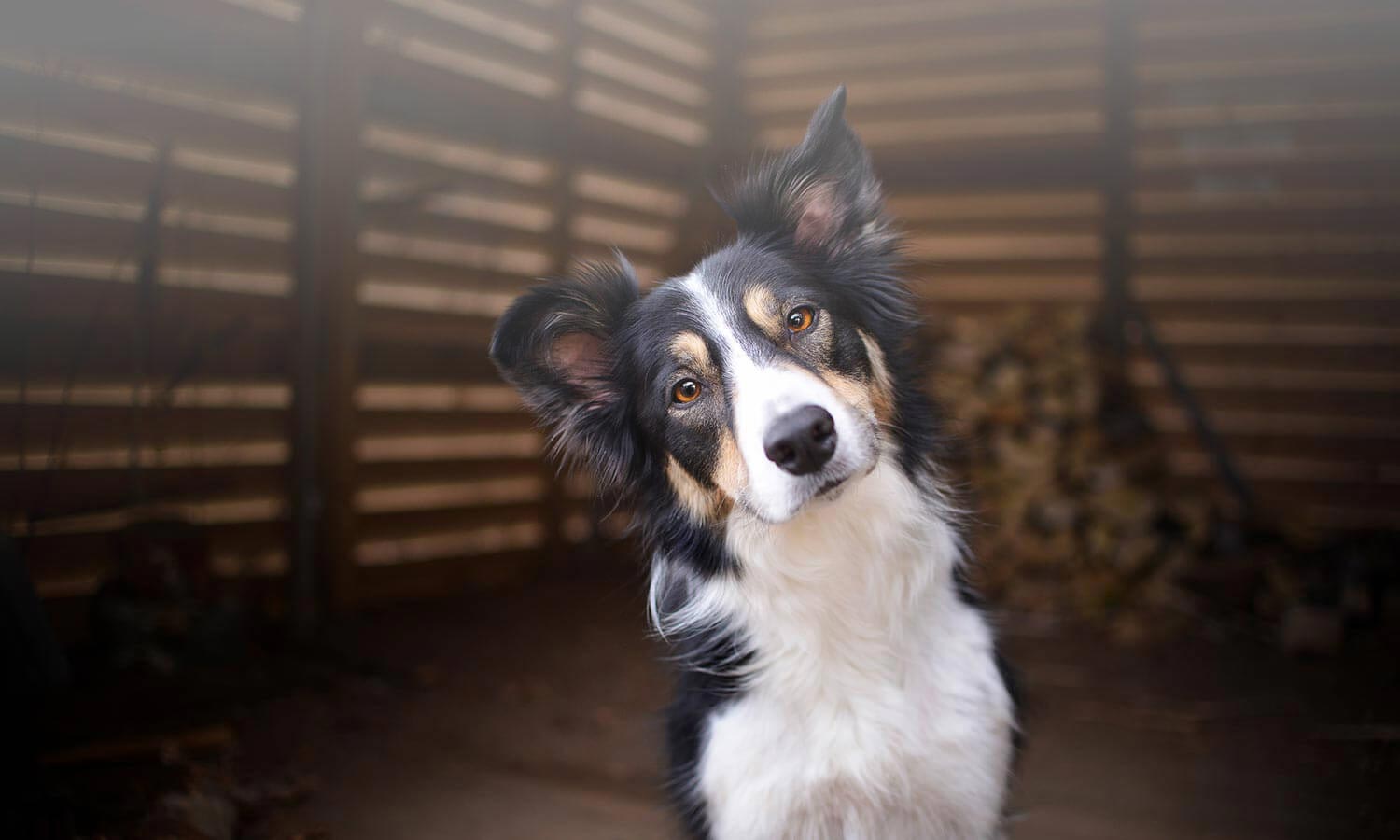 A border collie tilting his head