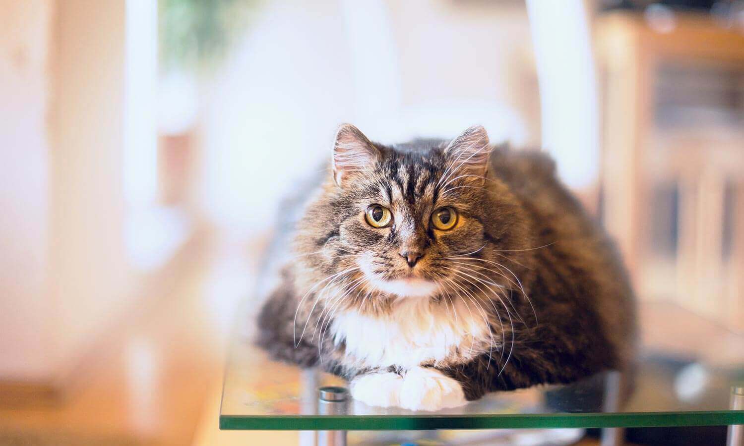 A cat laying down